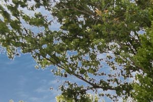 Hidden Oaks | Pool